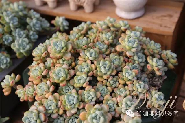 大群老桩秀妍多肉,多肉大群造型图