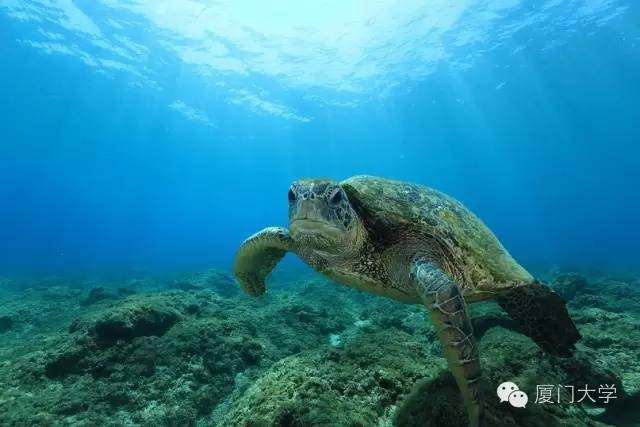 休闲体育潜水课,体育课创新课堂