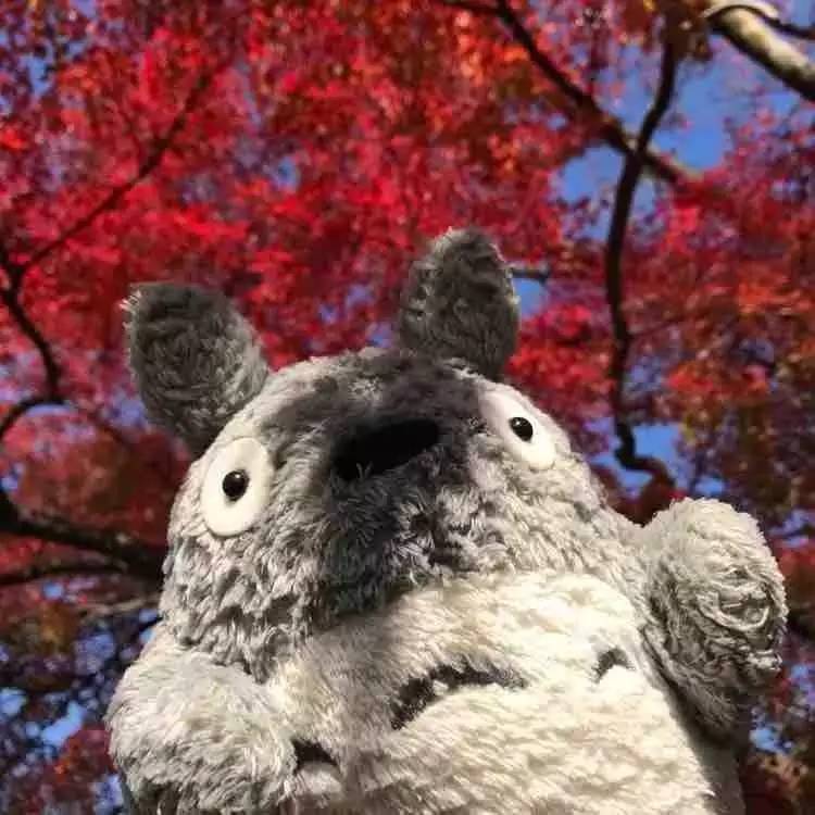 日本自由行京都红叶之旅,日本名古屋红叶风景