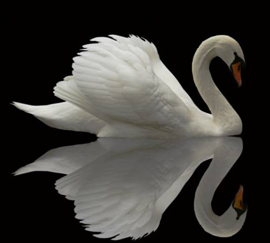 荐读｜袁玮冰：天鹅（小说）