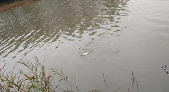 钓鱼人太牛！大风大雨中垂钓也能迎来鲤鲫大丰收