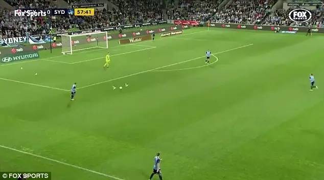 悉尼一只海鸥误入足球赛场，被一球打晕后，成了全场焦点……