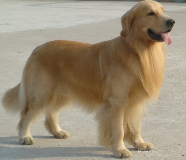 犬传染性肝炎治疗中图片,犬传染性肝炎的预防措施