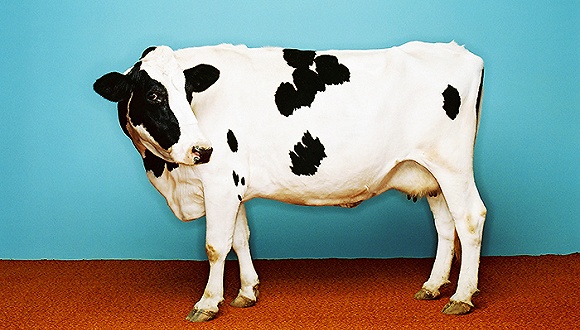 菲仕兰旗下奶粉,菲仕兰公司的奶粉怎么样