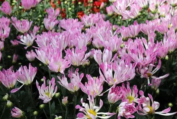 深圳东湖赏菊,去东湖赏菊