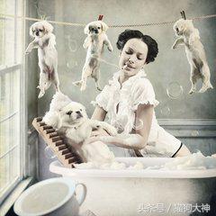 养宠攻略给猫洗澡的步骤和流程,超详细的给狗狗洗澡教程