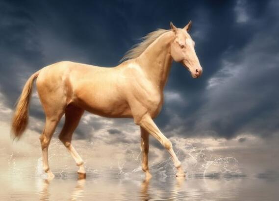 动物趣闻大全400字,动物趣闻