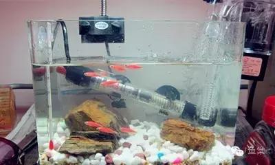 加热棒加热为什么会死鱼,加热棒会不会把鱼烫死