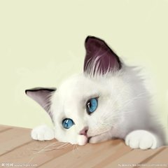 猫咪尿不出来！主人急坏了