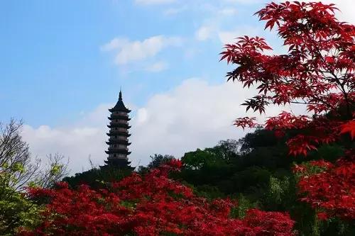 宁波大自然美轮美奂的风景,宁波最美森林