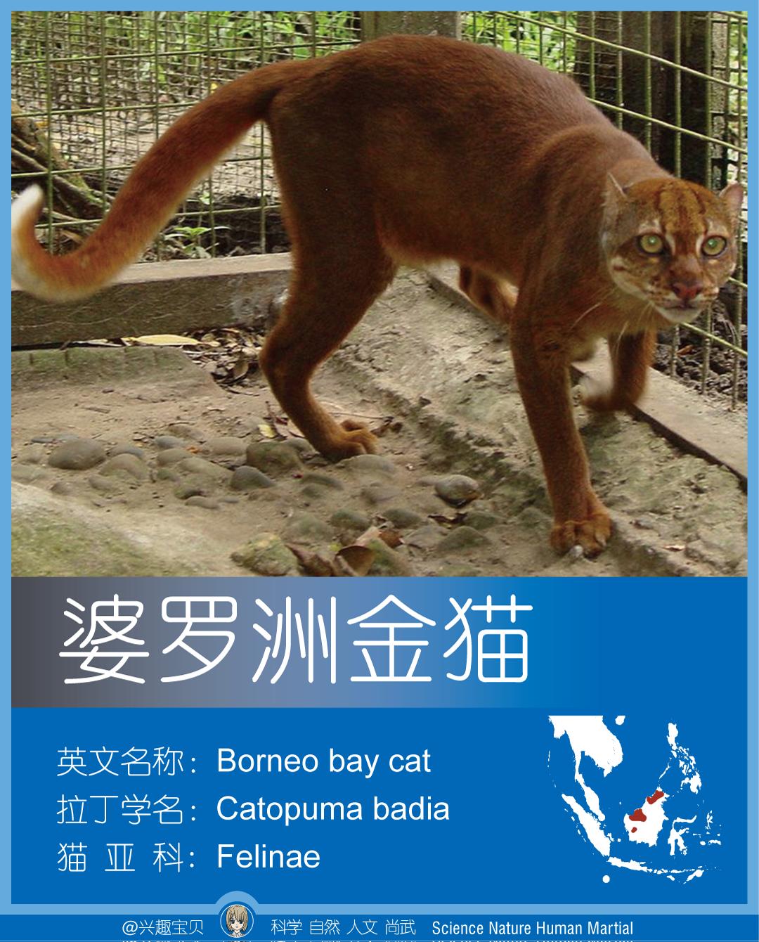 所有36种猫科动物排行,兴趣宝贝21期