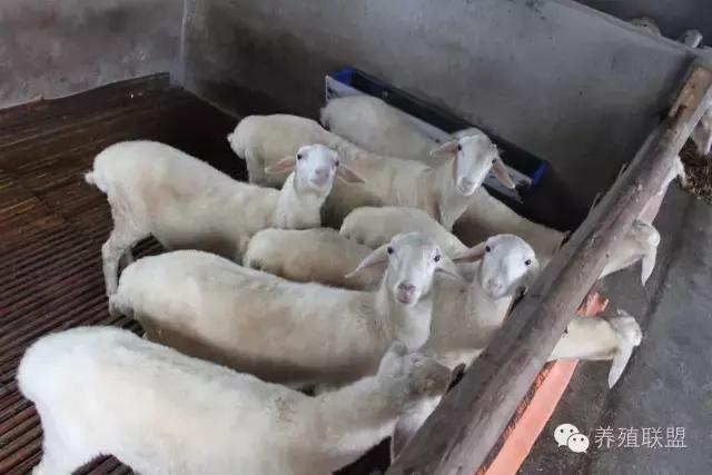 四大羊哪个羊最大,四大羊王