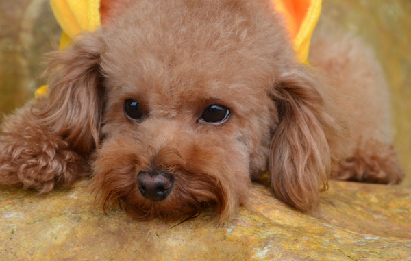 如何给毛发打结的泰迪梳理毛发,泰迪狗毛打结怎么梳毛