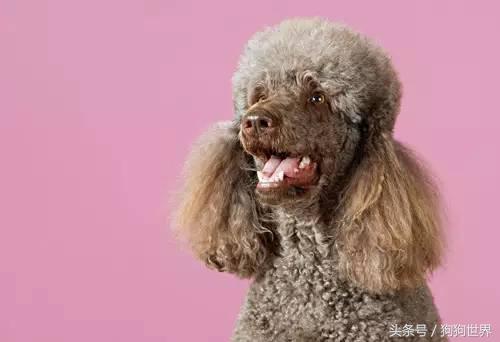 狗狗老是有泪痕是什么品种,狗狗产生泪痕的原因及解决方法