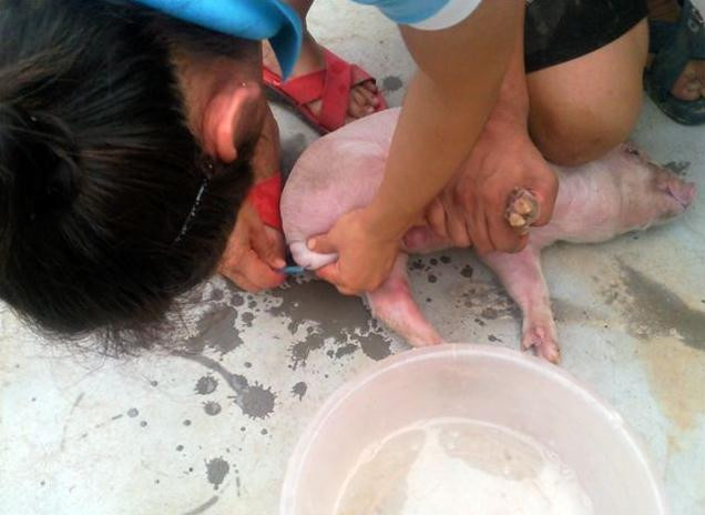 养猪场猪仔要阉吗,养猪场的猪要阉吗