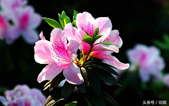 杜鹃花花朵发蔫,杜鹃花花苞未开就枯萎该怎么处理