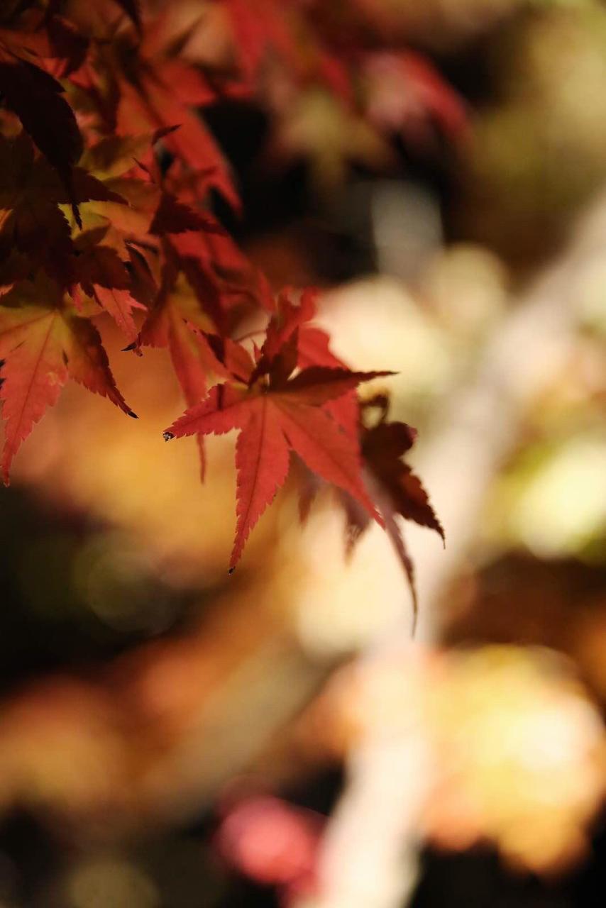 关西温泉六日游,大阪关西机场温泉
