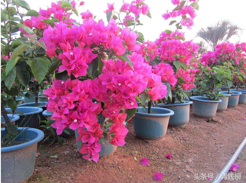 三角梅带根干枝如何栽培,如何让三角梅枝条木质化