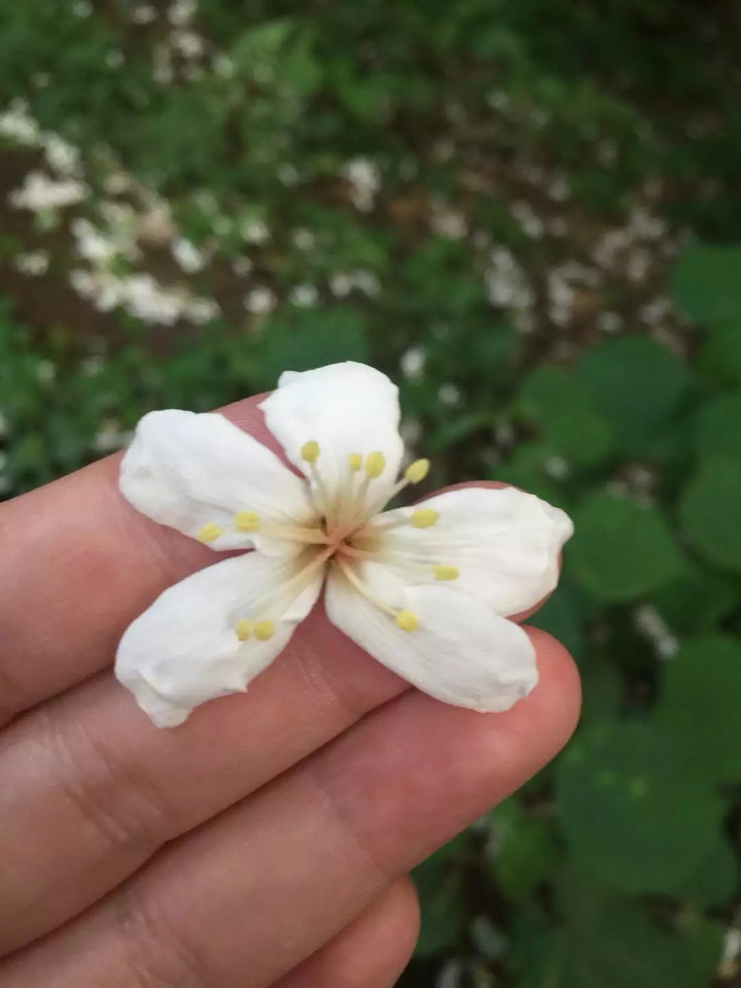 记录湘西凤凰快乐之旅,一天两晚的凤凰之旅完美结束