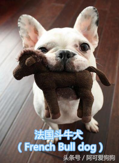 超级好看的大耳狗,短尾立耳狗