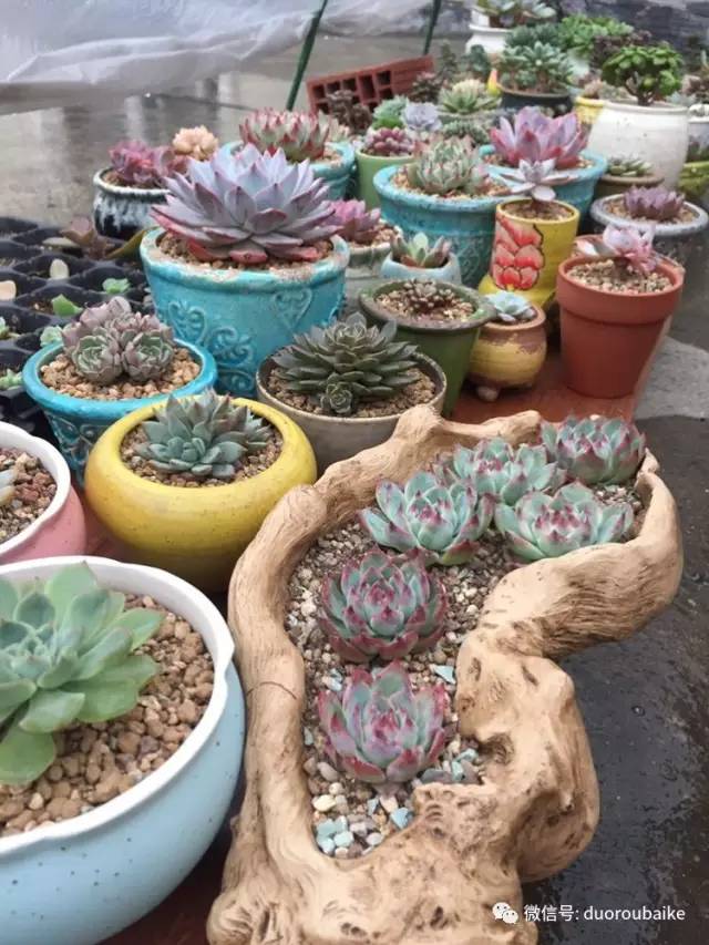 入肉坑,入坑一年半的新手养肉心得