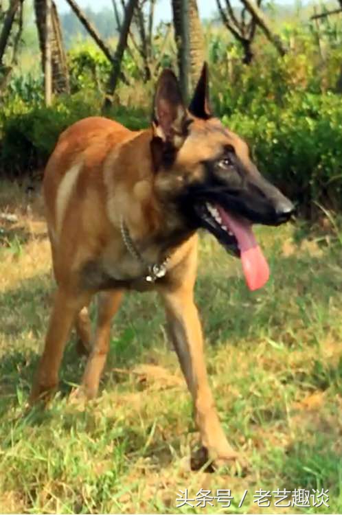 泰迪眼睛被咬处理方式是什么,泰迪被咬的位置毛变色了