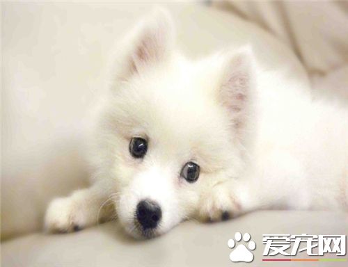 养银狐犬的人多么影响养银狐犬人数的因素
