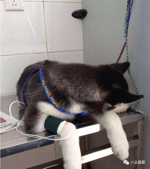 喜欢狗和爱狗区别,这就是喜欢和爱的区别完整版