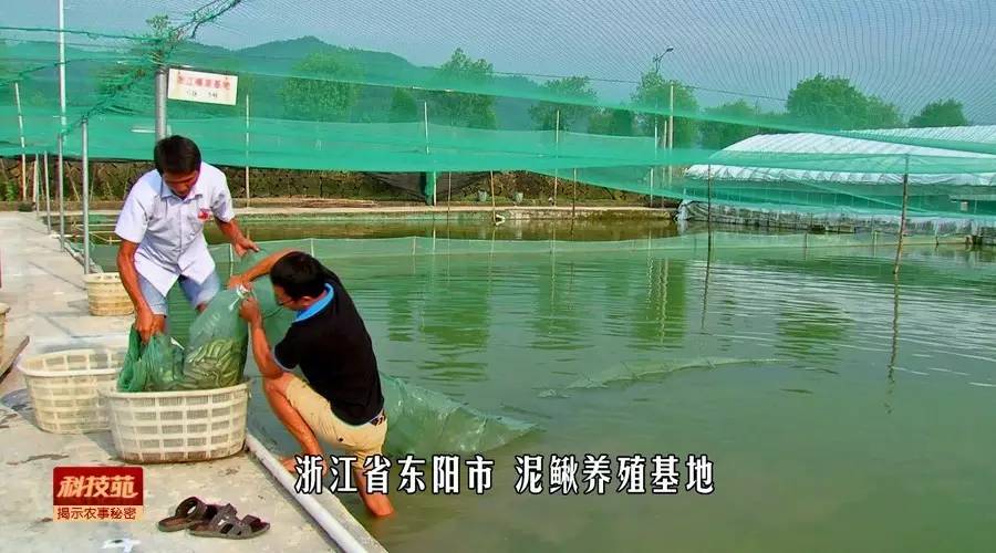 如何区分水产品是否加孔雀石绿,孔雀石绿在水产养殖中的应用