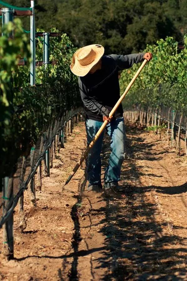 啸鹰酒庄多少钱一瓶,美国啸鹰膜拜酒庄
