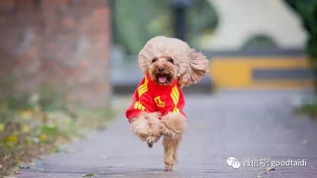 小泰迪不能吃什么食物,小泰迪不能吃的有哪些