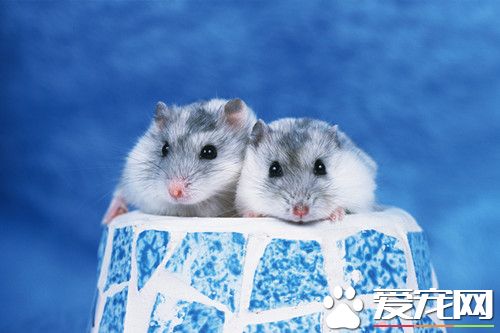 一线仓鼠和三线仓鼠会打架吗,三线仓鼠在什么情况下会咬人