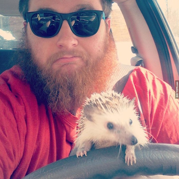 刚出生的小刺猬太可爱了,小刺猬没有牙齿