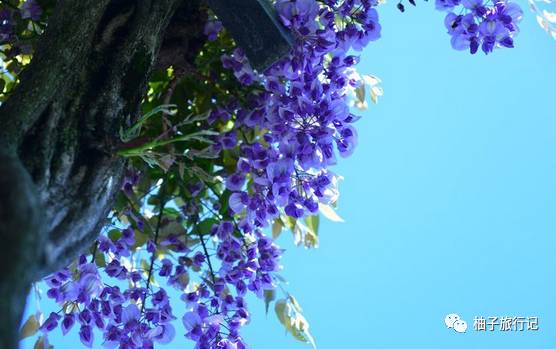 樱花旅行记全集视频,日本樱花7日游攻略大全