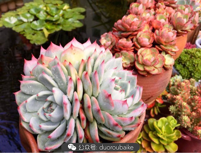 劳尔罗琦很香吗,劳尔与罗琦