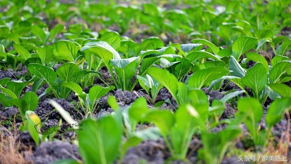 连州菜心拍卖最高价,至尊连州菜心什么价