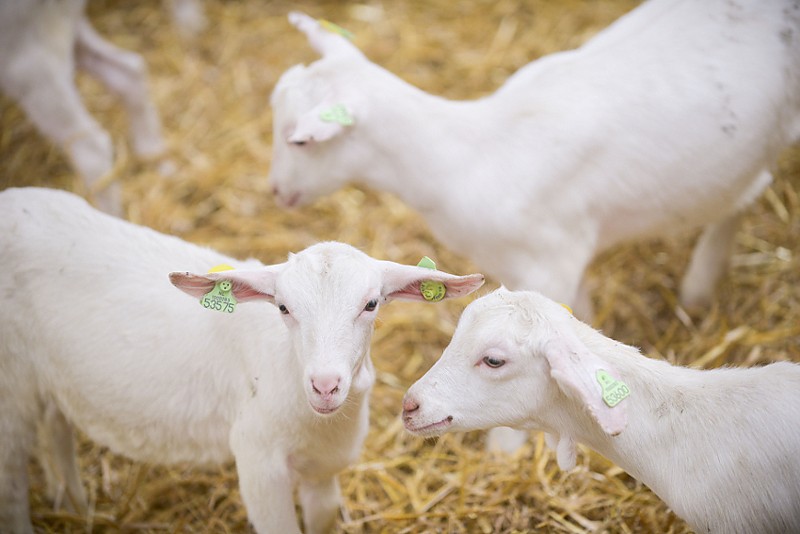 喝羊奶粉会过敏吗过敏症状有哪些,宝宝为什么会奶粉过敏