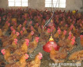 国鸡行情,国鸡行情最新