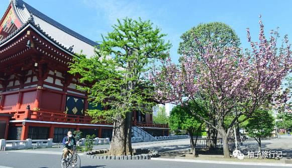 樱花旅行记全集视频,日本樱花7日游攻略大全