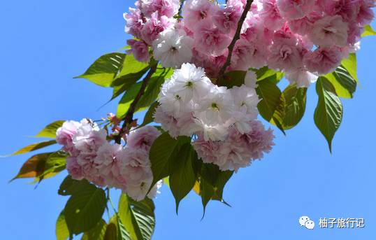 樱花旅行记全集视频,日本樱花7日游攻略大全