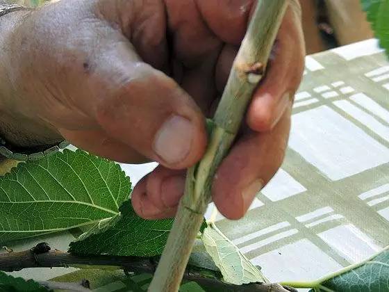 教你轻松完成果树、花木的嫁接，三种方法轻松掌握