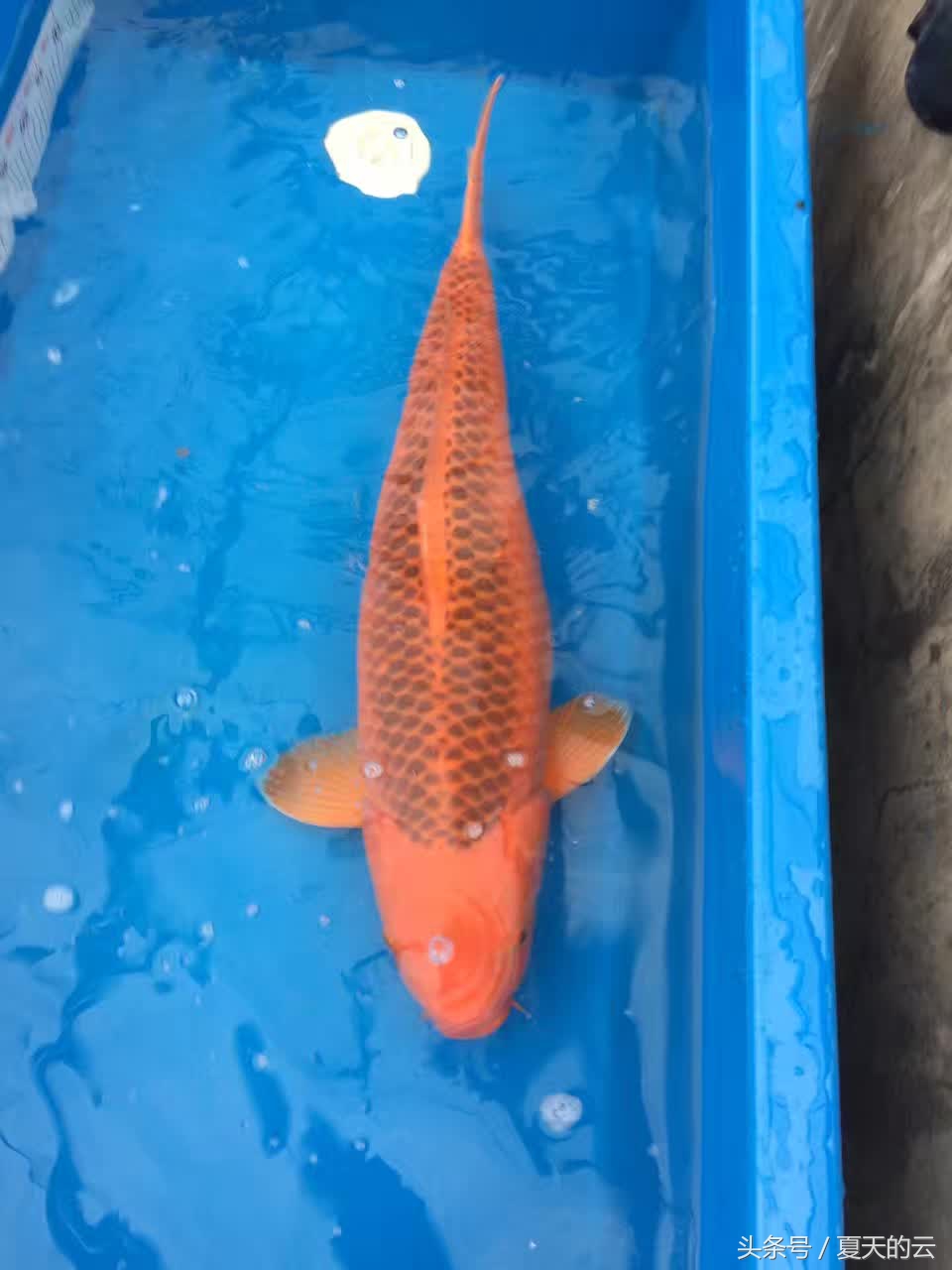 红锦鲤变黑的原因,锦鲤鳞片变黑怎么办