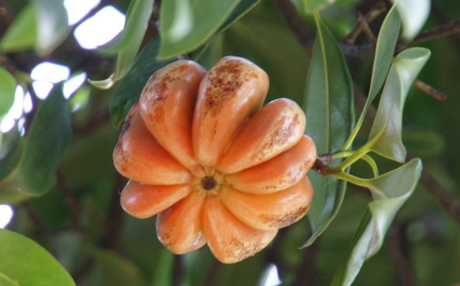 藤黄果减肥最好的产品,瘦身藤黄果含什么