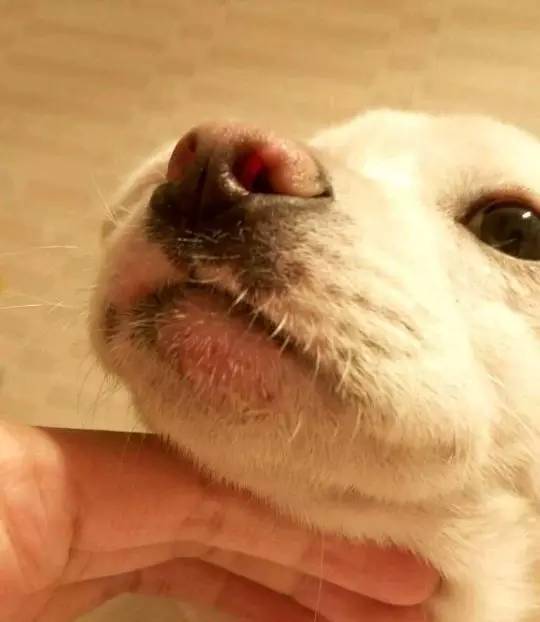 狗狗为什么会长脓皮病,狗狗皮肤上有脓疱掉毛