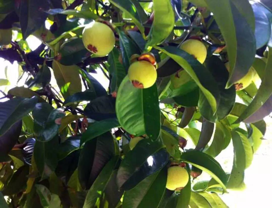 正品进口食品中国代理商,国产进口食品批发商进货渠道