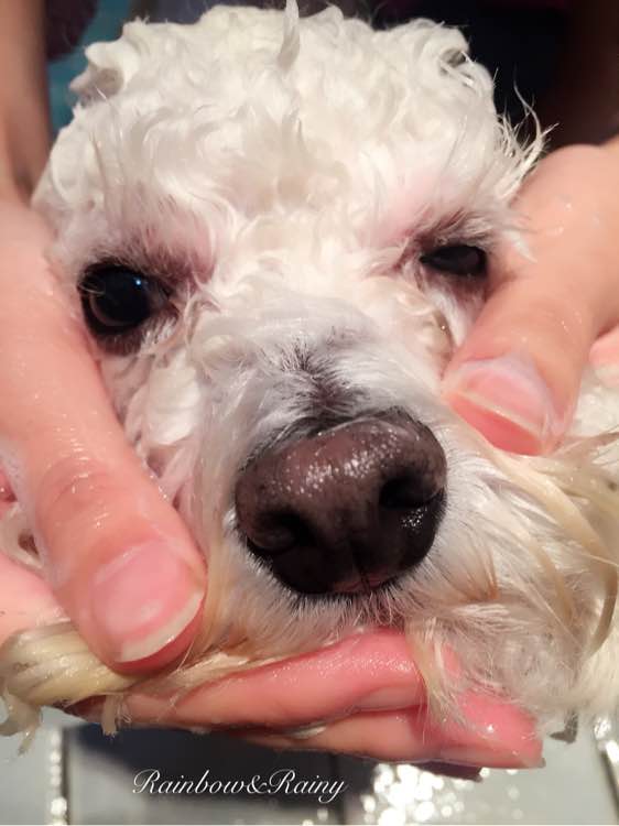 狗狗洗澡教程新手大型犬,狗狗洗澡教程新手入门