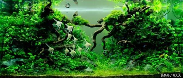关于鱼缸的水质指标及水质检测、处理详解