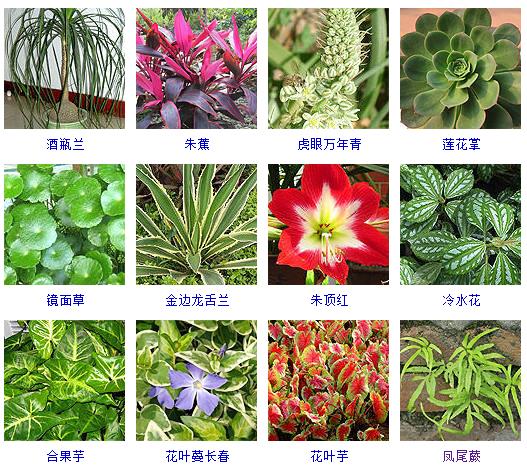 水养植物哪些最好养,水养小盆栽植物有哪些