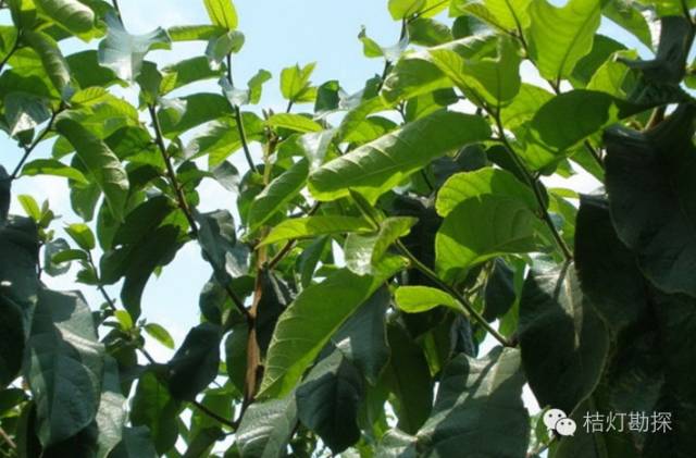 在野外什么千万别碰,这些植物千万不要乱碰