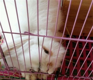 兔子吃兔崽怎么预防,兔饲料的注意事项